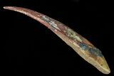 Large, Hybodus Shark Dorsal Spine - Cretaceous #73130-1